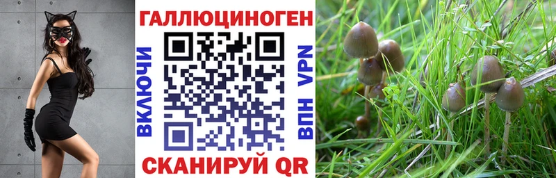 купить наркотики цена  Первомайск  Галлюциногенные грибы Psilocybine cubensis 